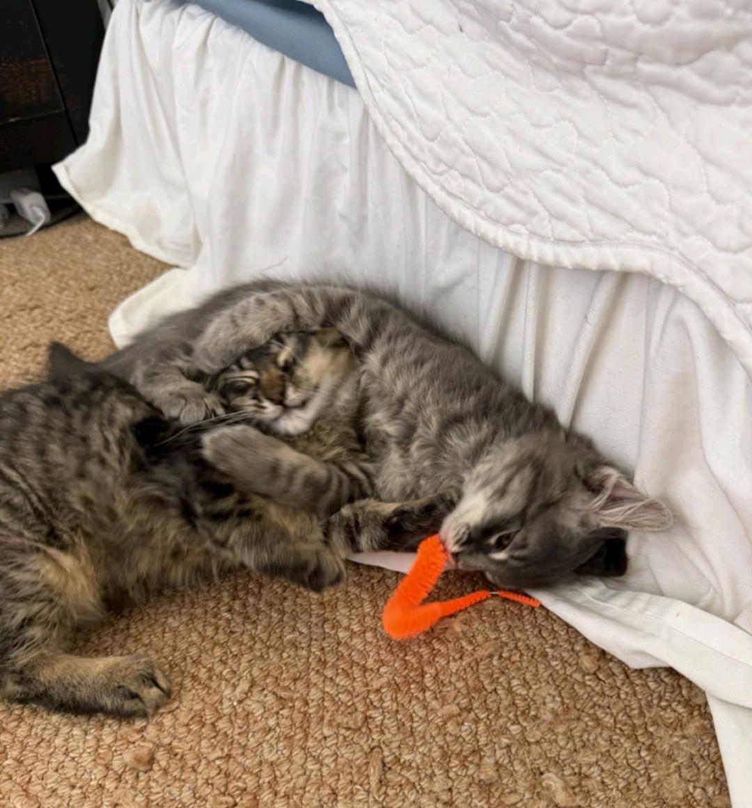 Enlarge Granite, a Adoptable Domestic Medium Hair in Reno, NV image 6/6