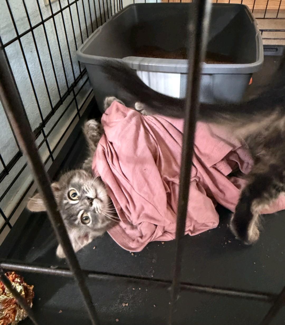 Enlarge Granite, a Adoptable Domestic Medium Hair in Reno, NV image 5/6