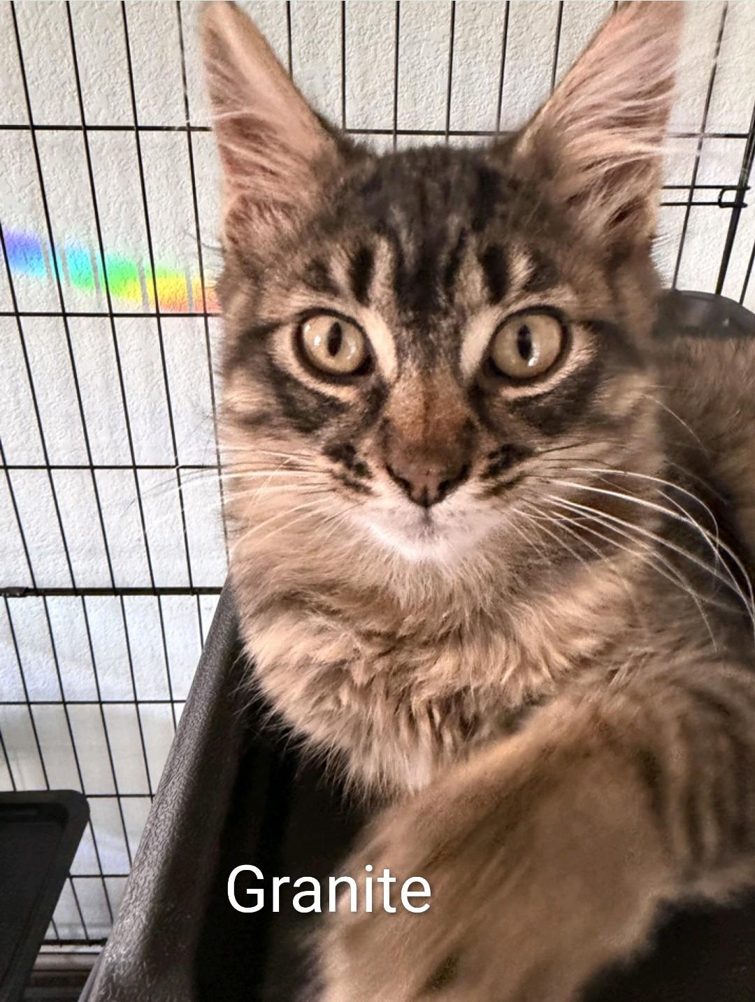 Granite, Adoptable, Kitten Male Domestic Medium Hair.