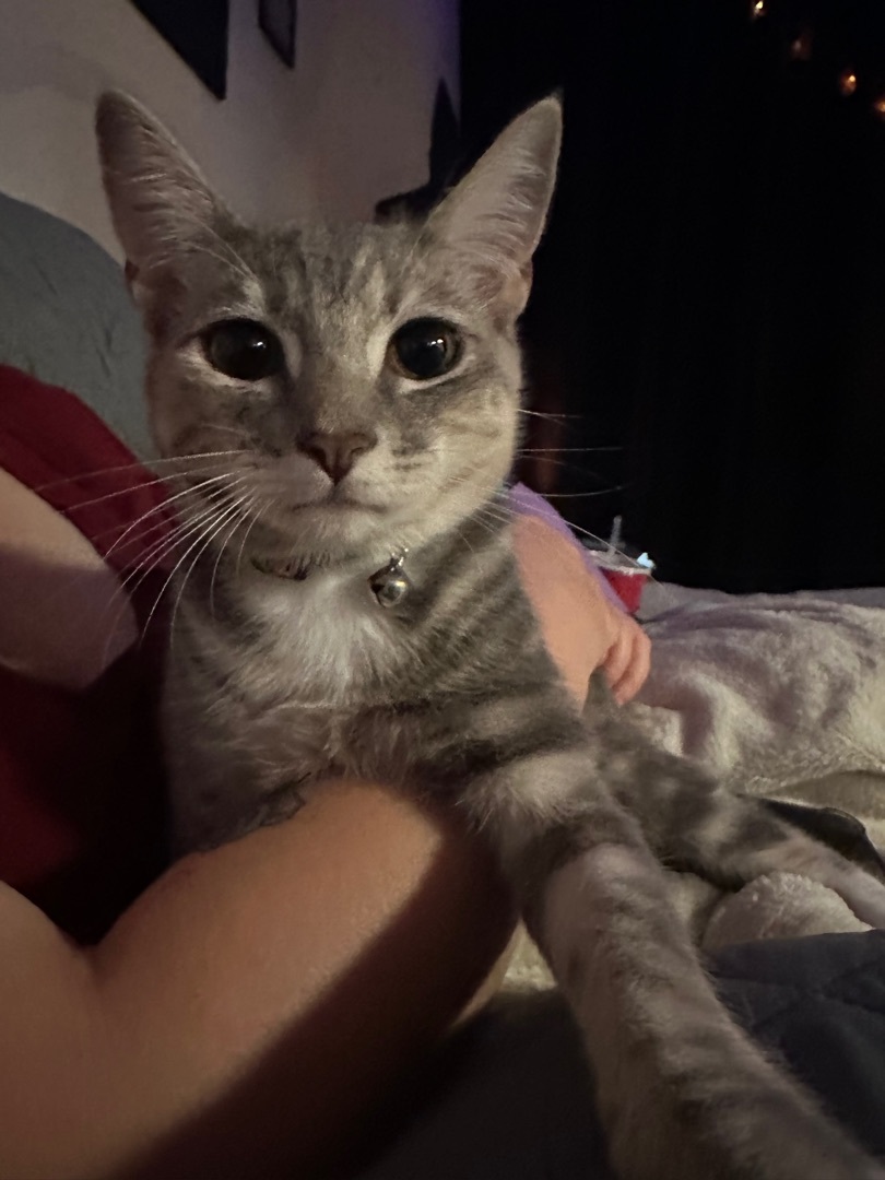 Loki photo 1