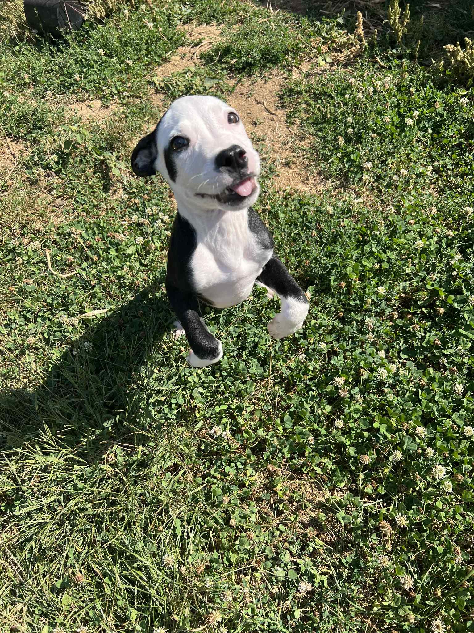 Enlarge Rhumba, a Adoptable mixed breed in Dayton, OH image 4/6