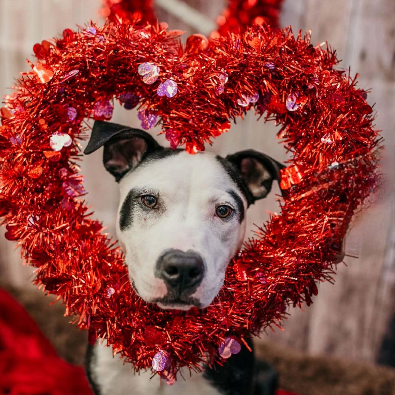 Enlarge Rhumba, a Adoptable mixed breed in Dayton, OH image 2/6