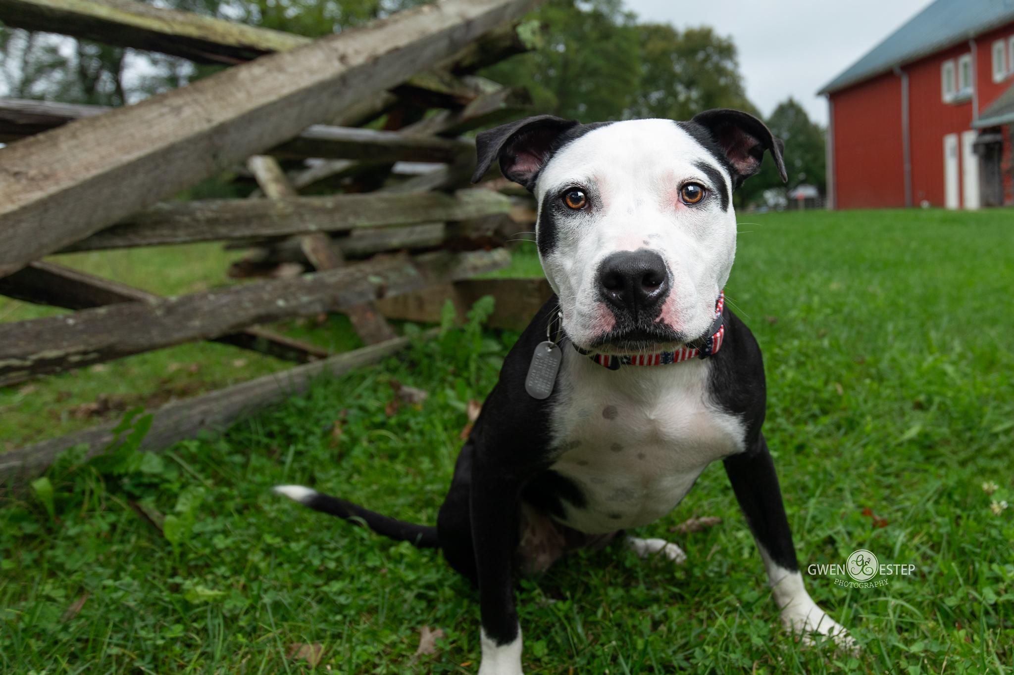 Enlarge Rhumba, a Adoptable mixed breed in Dayton, OH image 5/6