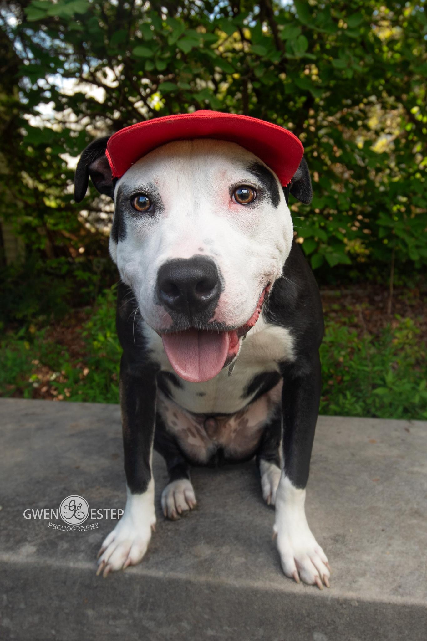 Rhumba, a Adoptable mixed breed in Dayton, OH image 2/6