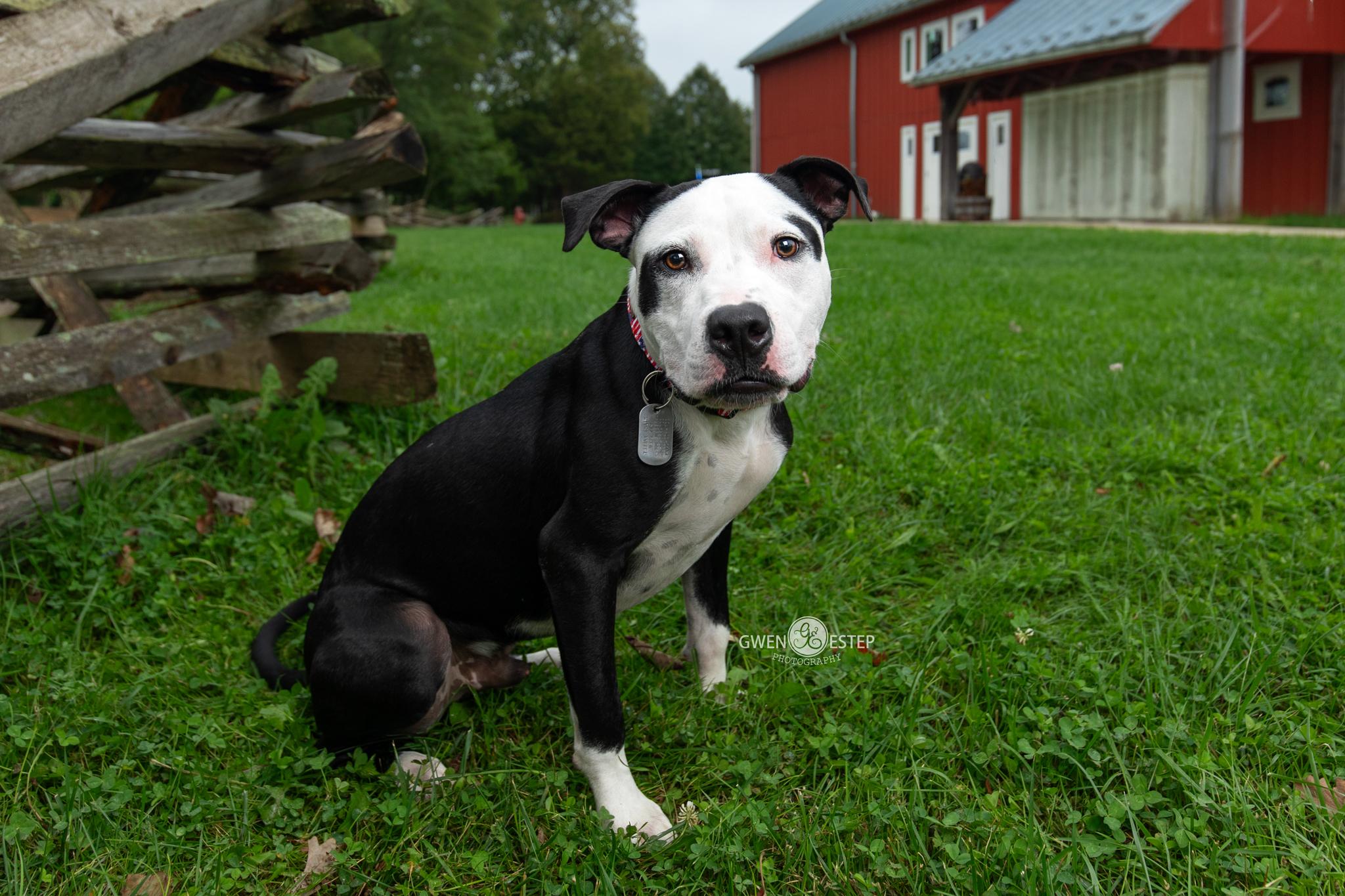 Enlarge Rhumba, a Adoptable mixed breed in Dayton, OH image 2/6