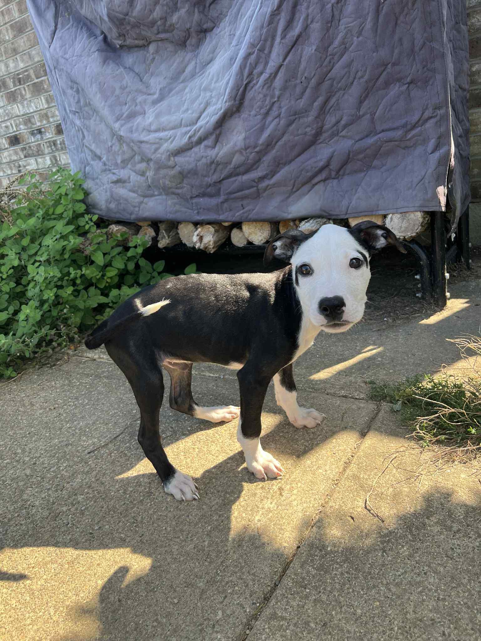 Enlarge Rhumba, a Adoptable mixed breed in Dayton, OH image 5/6