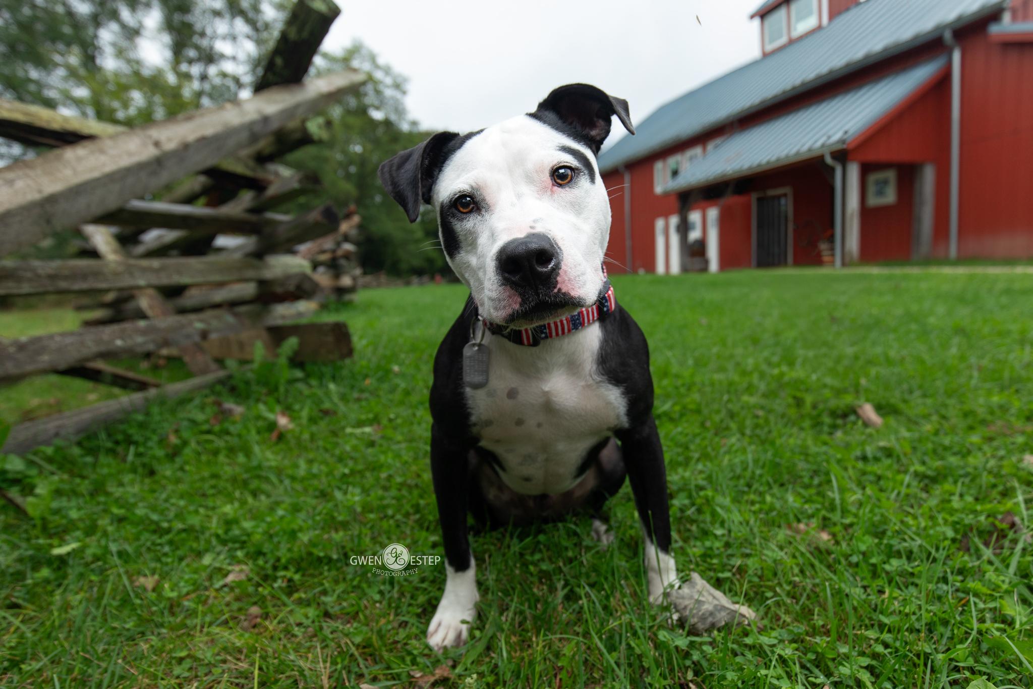 Rhumba, Adoptable, Young Male Pit Bull Terrier.