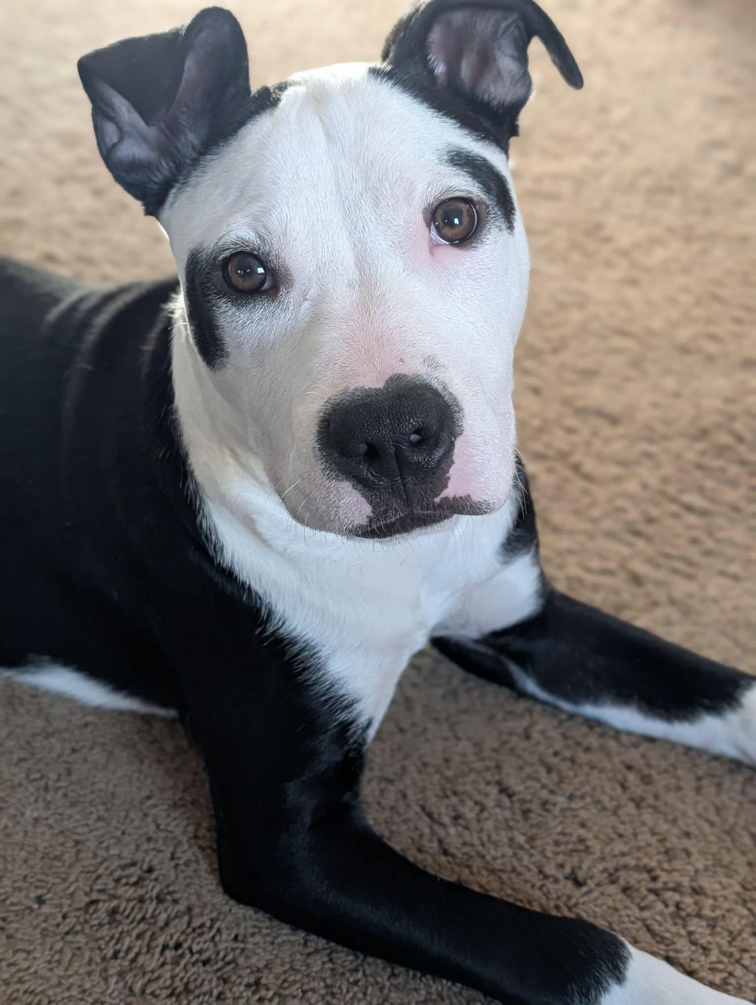 Enlarge Rhumba, a Adoptable mixed breed in Dayton, OH image 3/6