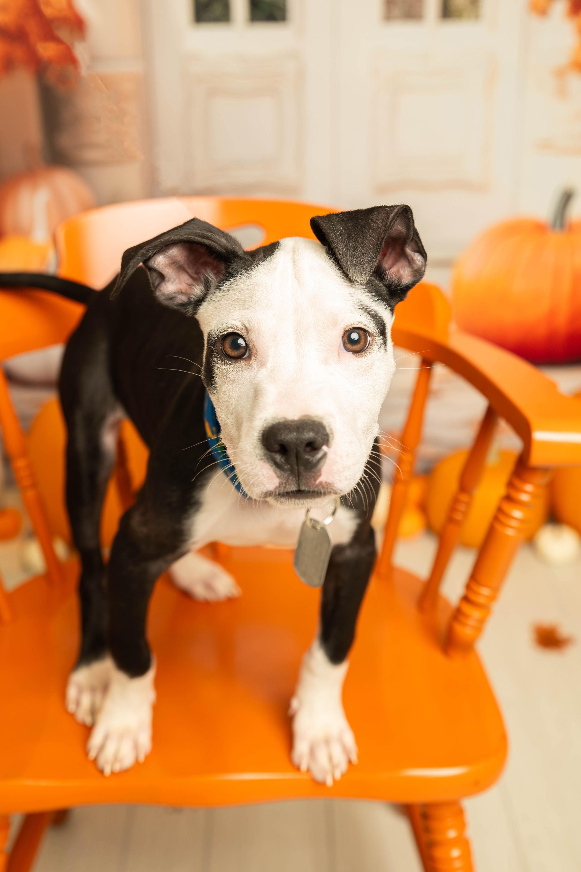 Rhumba, Adoptable, Young Male Pit Bull Terrier.