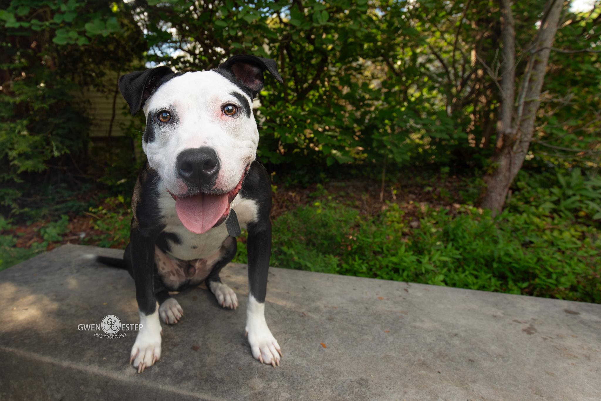 Rhumba, Adoptable, Young Male Pit Bull Terrier.