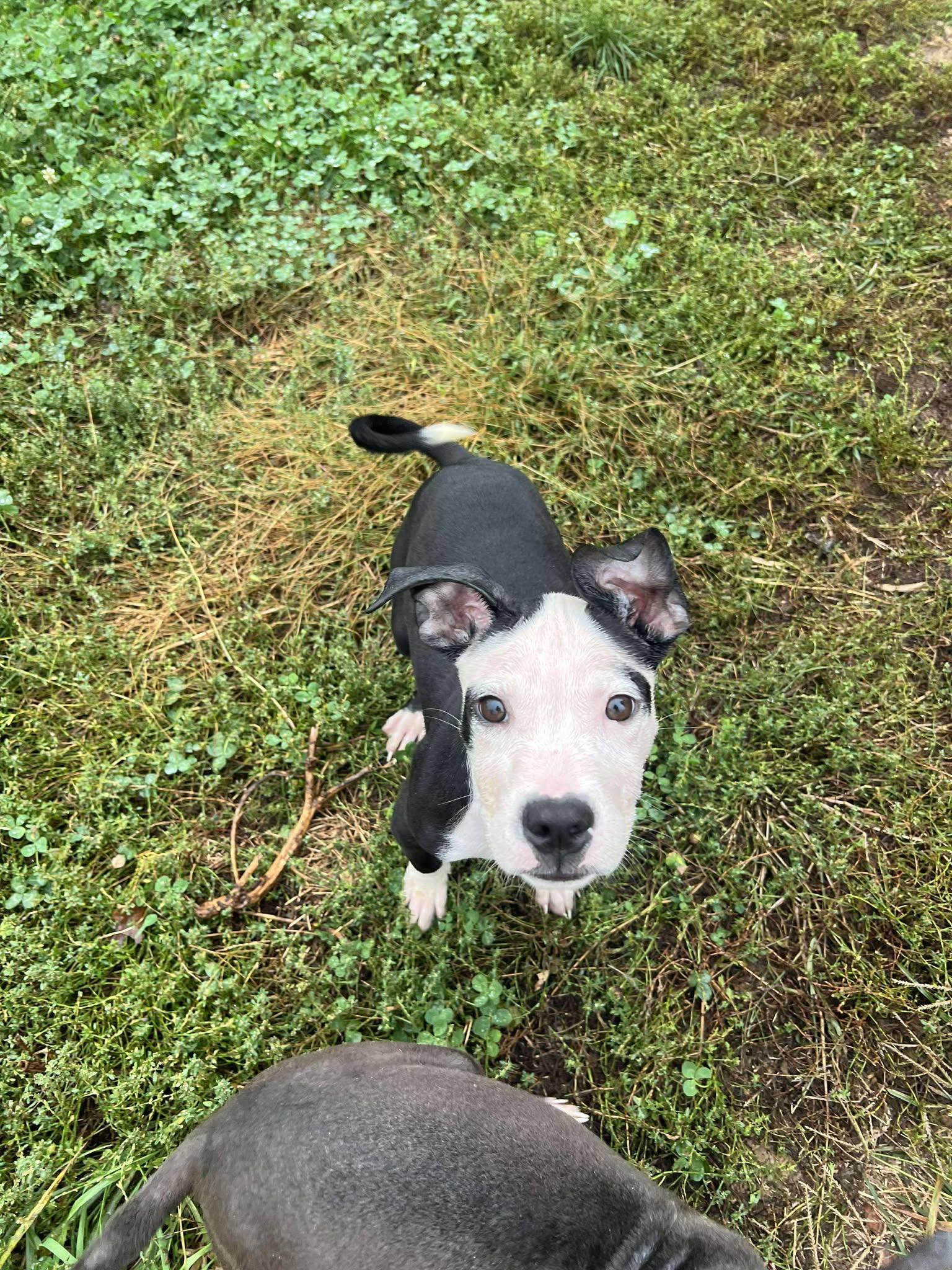 Enlarge Rhumba, a Adoptable mixed breed in Dayton, OH image 6/6