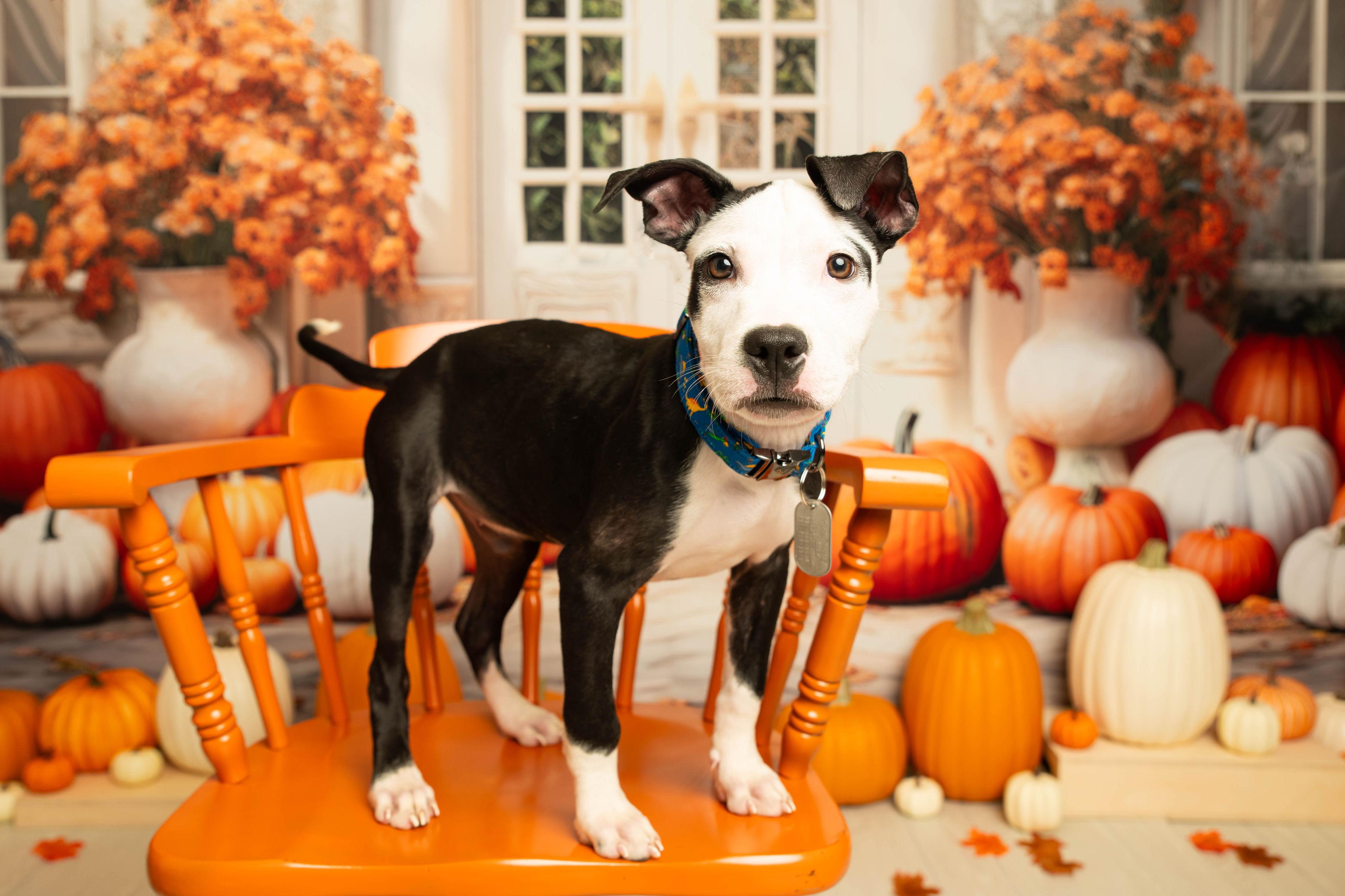 Enlarge Rhumba, a Adoptable mixed breed in Dayton, OH image 1/6