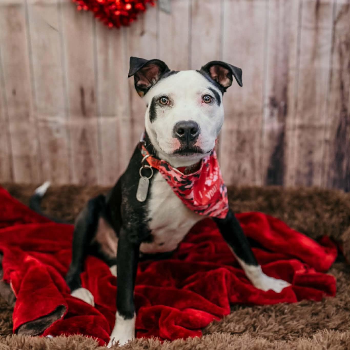 Enlarge Rhumba, a Adoptable mixed breed in Dayton, OH image 1/6