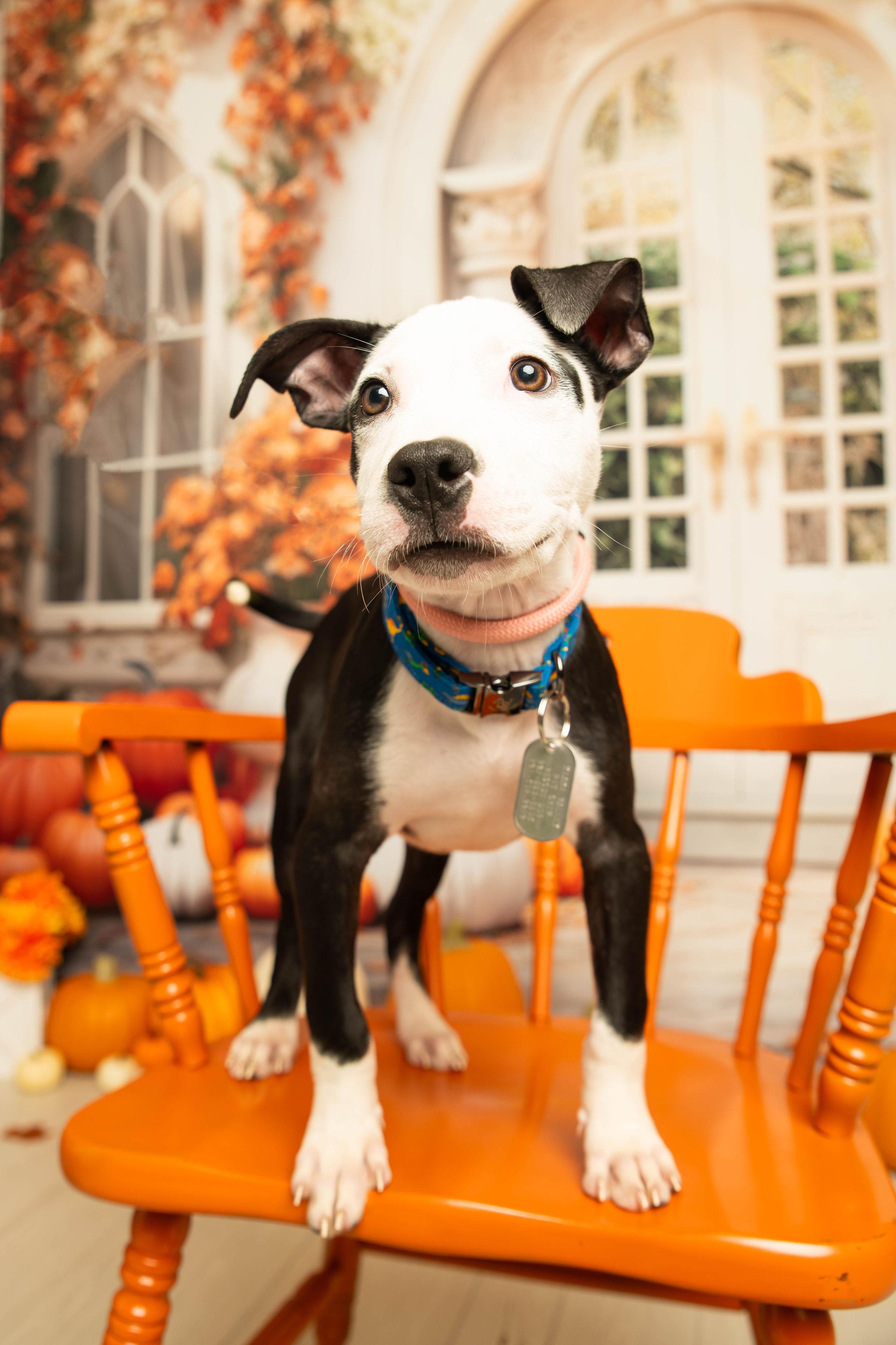 Enlarge Rhumba, a Adoptable mixed breed in Dayton, OH image 3/6