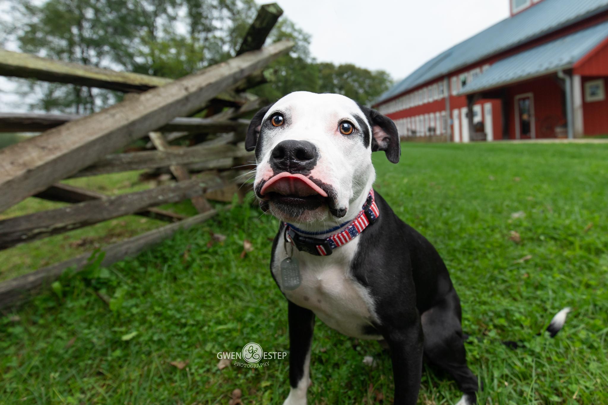 Enlarge Rhumba, a Adoptable mixed breed in Dayton, OH image 3/6
