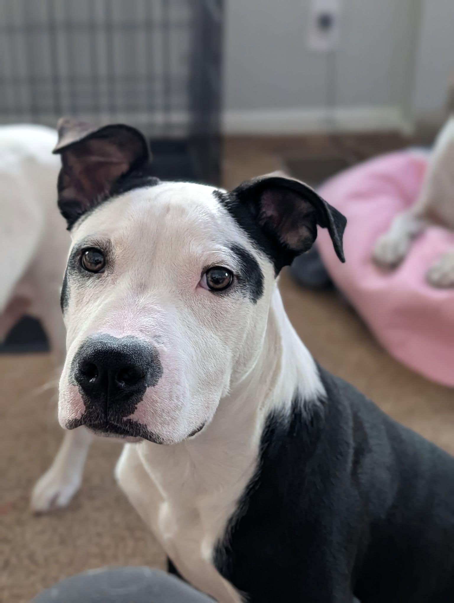 Enlarge Rhumba, a Adoptable mixed breed in Dayton, OH image 4/6