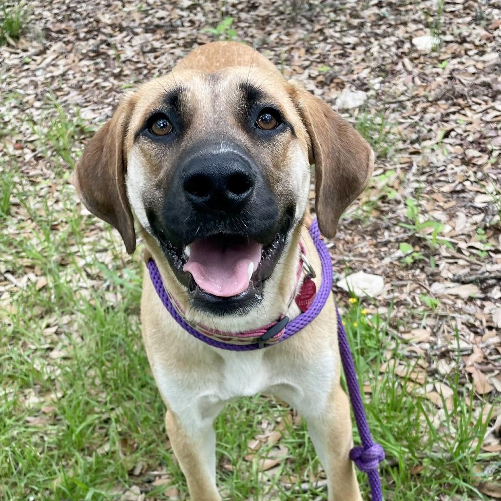 Brenda, Adoptable, Young Female Black Mouth Cur & Mixed Breed.