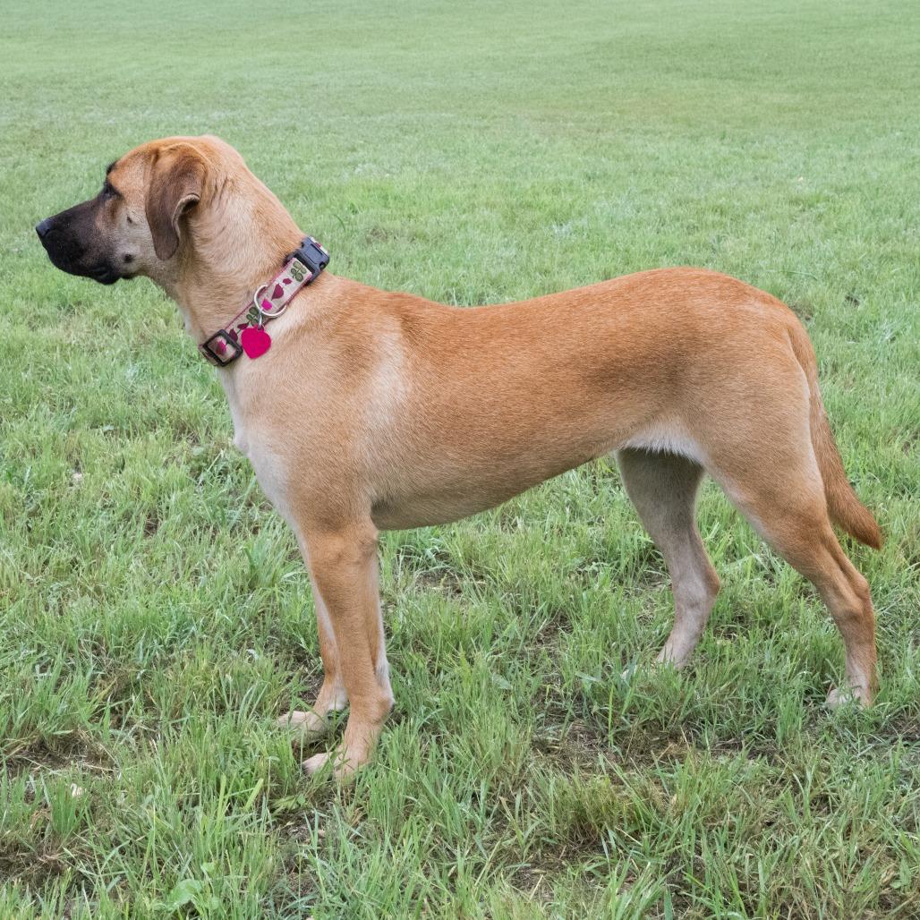 Brenda, a Adoptable mixed breed in Wimberley, TX image 2/6