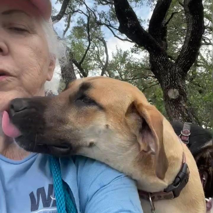 Brenda, a Adoptable mixed breed in Wimberley, TX image 3/6