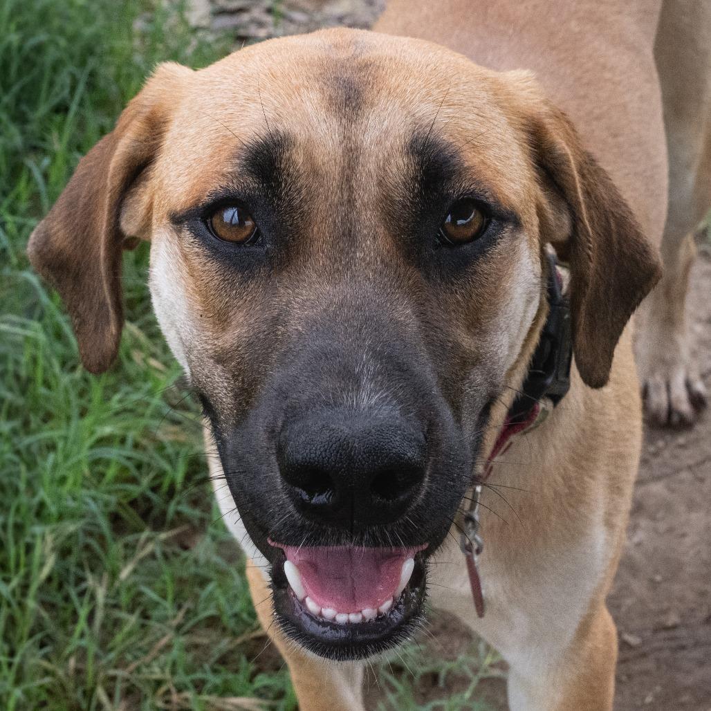 Brenda, a Adoptable mixed breed in Wimberley, TX image 4/6