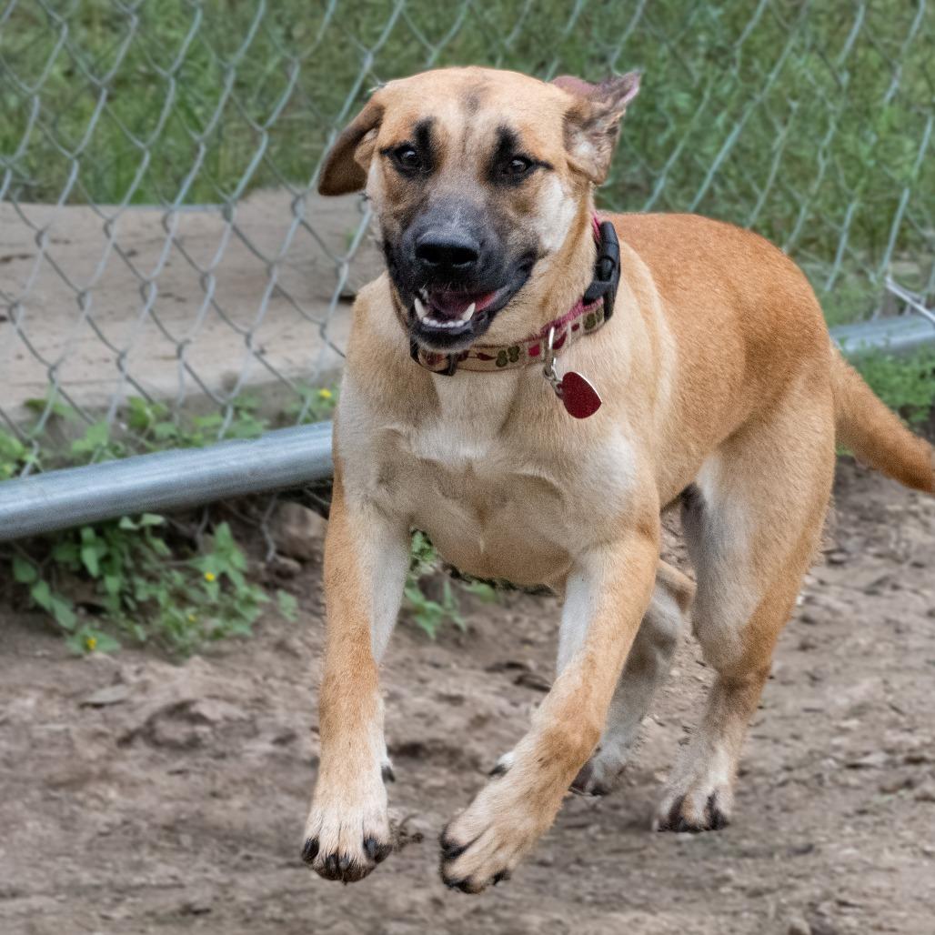 Brenda, a Adoptable mixed breed in Wimberley, TX image 5/6