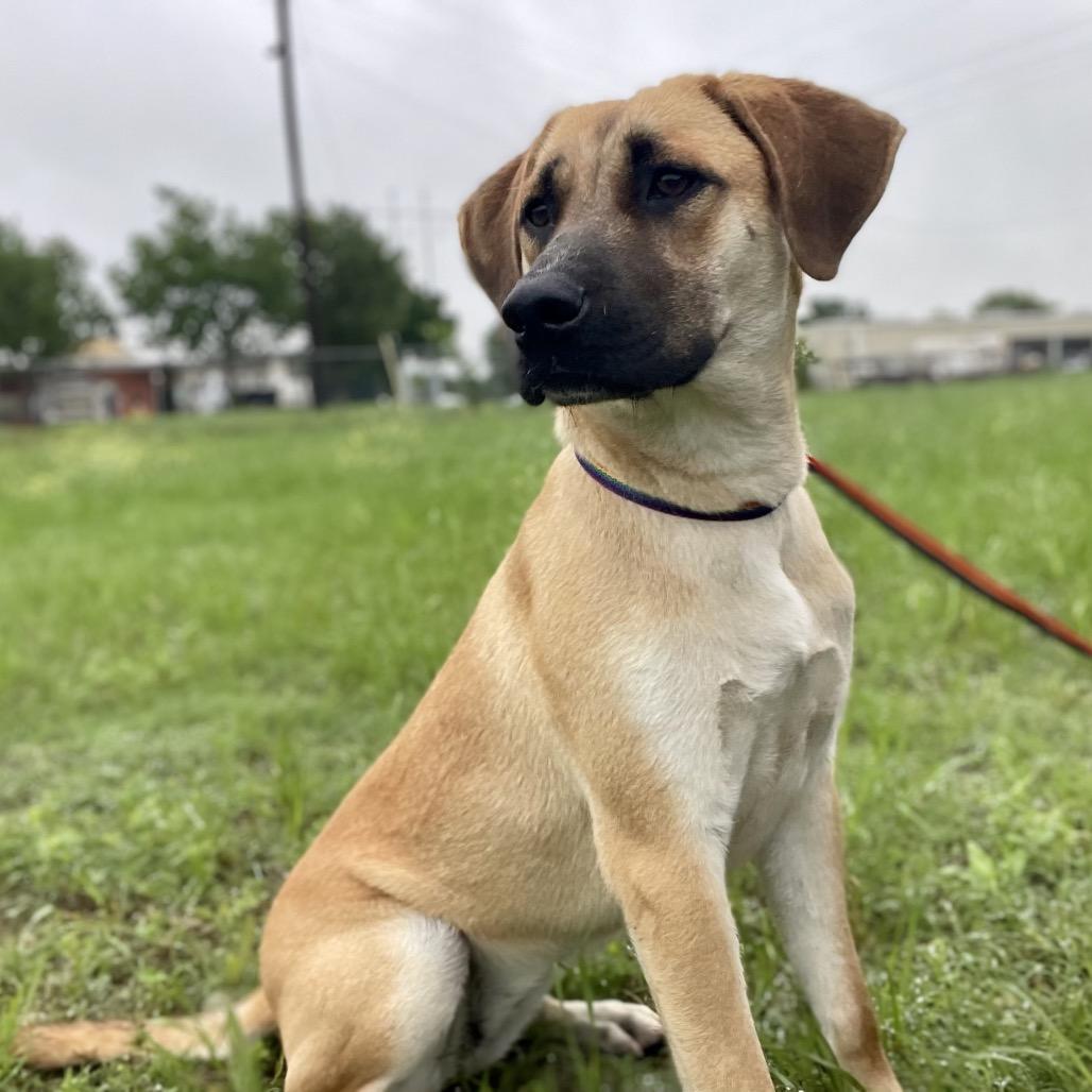 Brenda, a Adoptable mixed breed in Wimberley, TX image 6/6