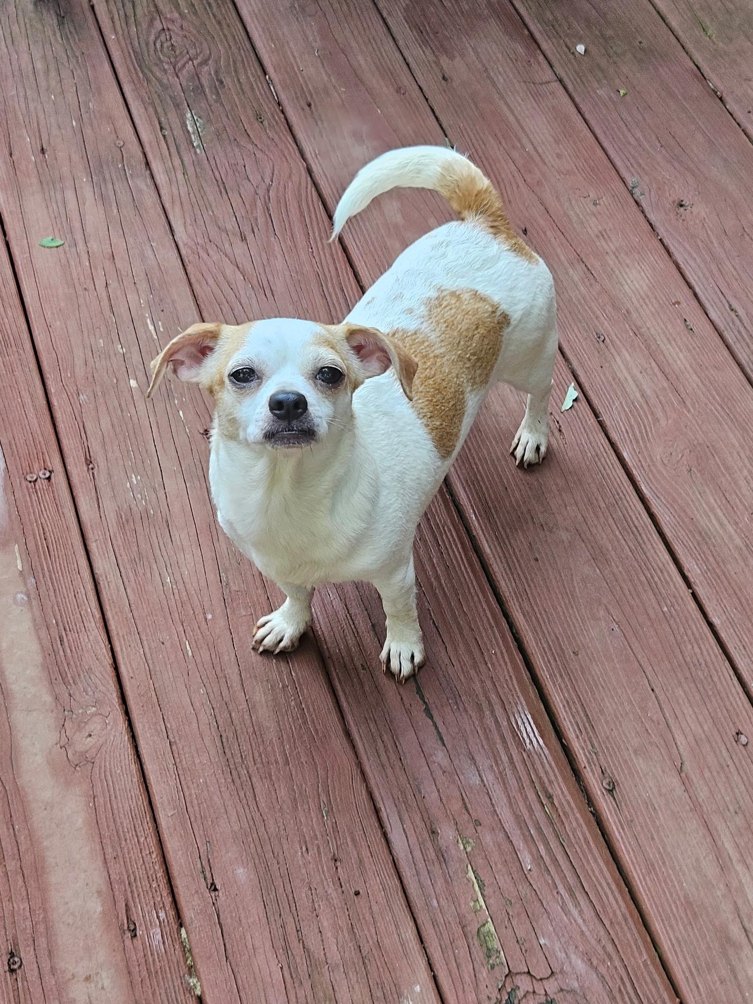 PRECIOUS 2026-330, Adoptable, Adult Female Chihuahua.