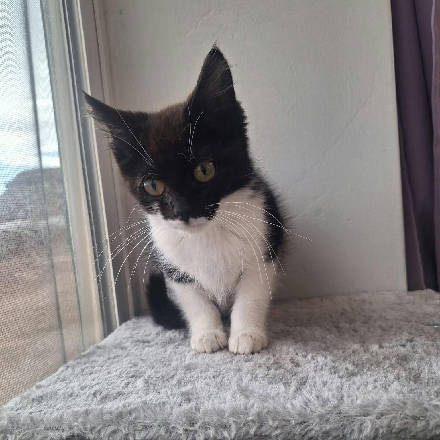 Enlarge Cricket, a Adoptable Domestic Short Hair in Roosevelt, UT image 3/3