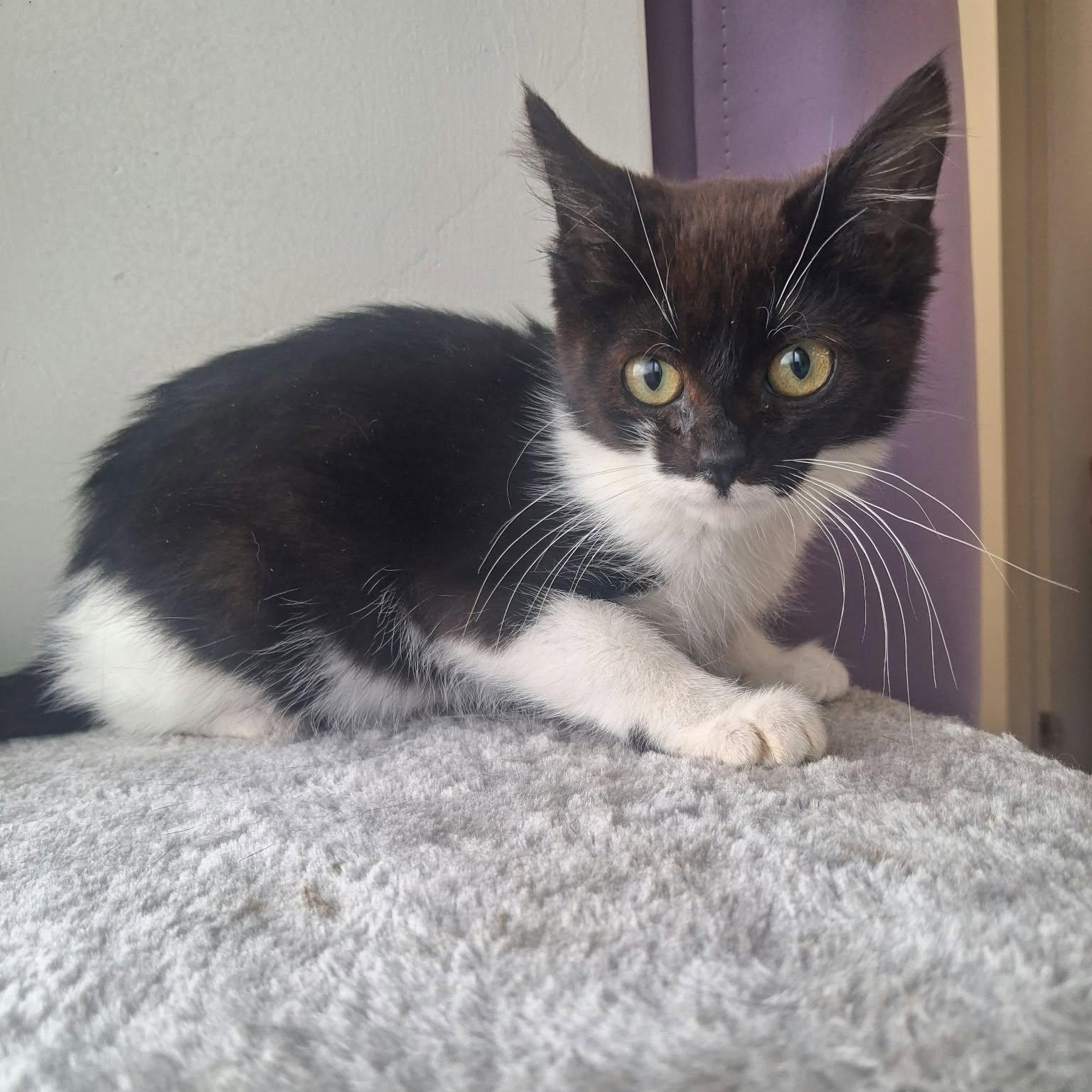 Enlarge Cricket, a Adoptable Domestic Short Hair in Roosevelt, UT image 2/3