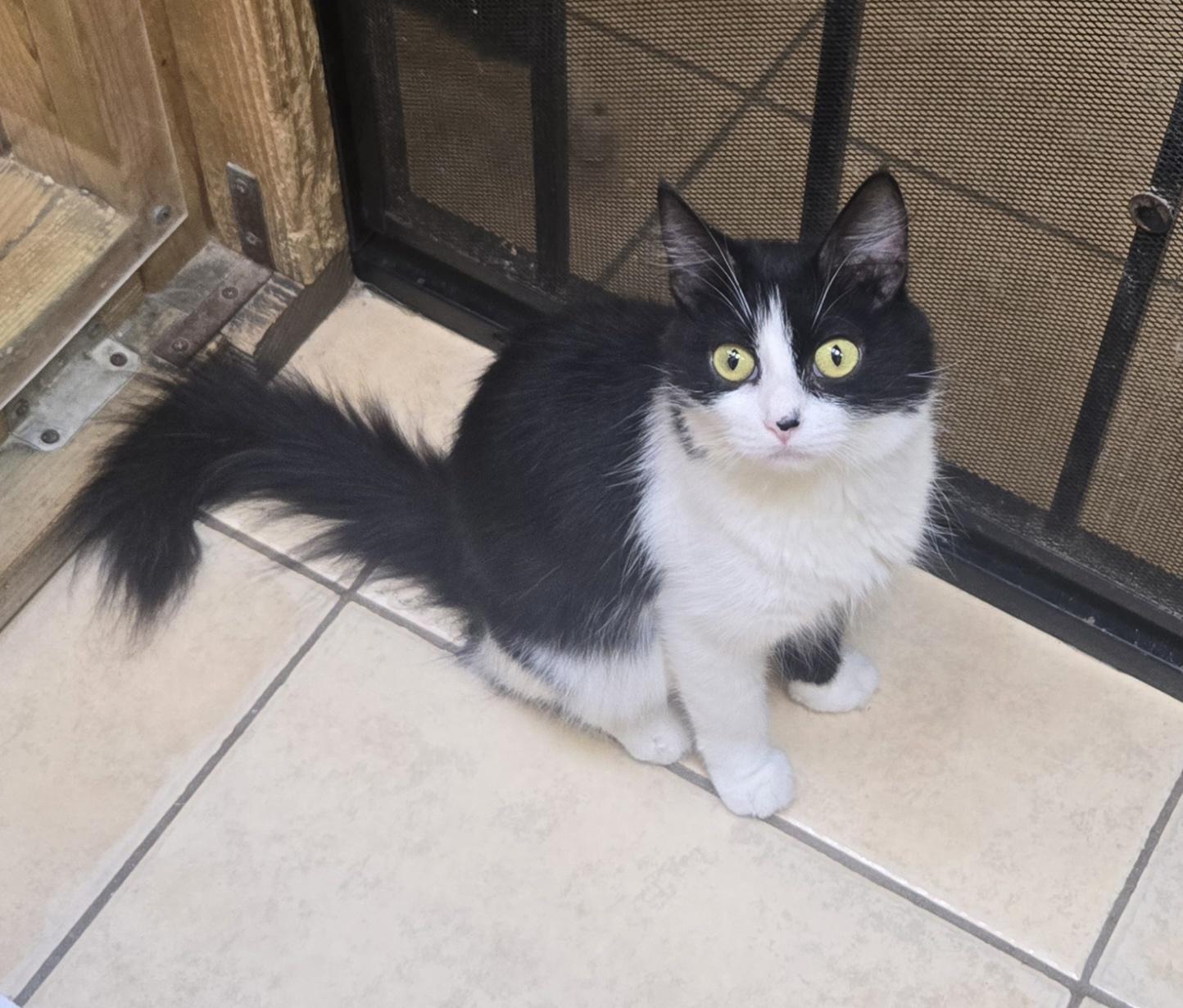 Bolita, adoptable, Adult Female Domestic Medium Hair.