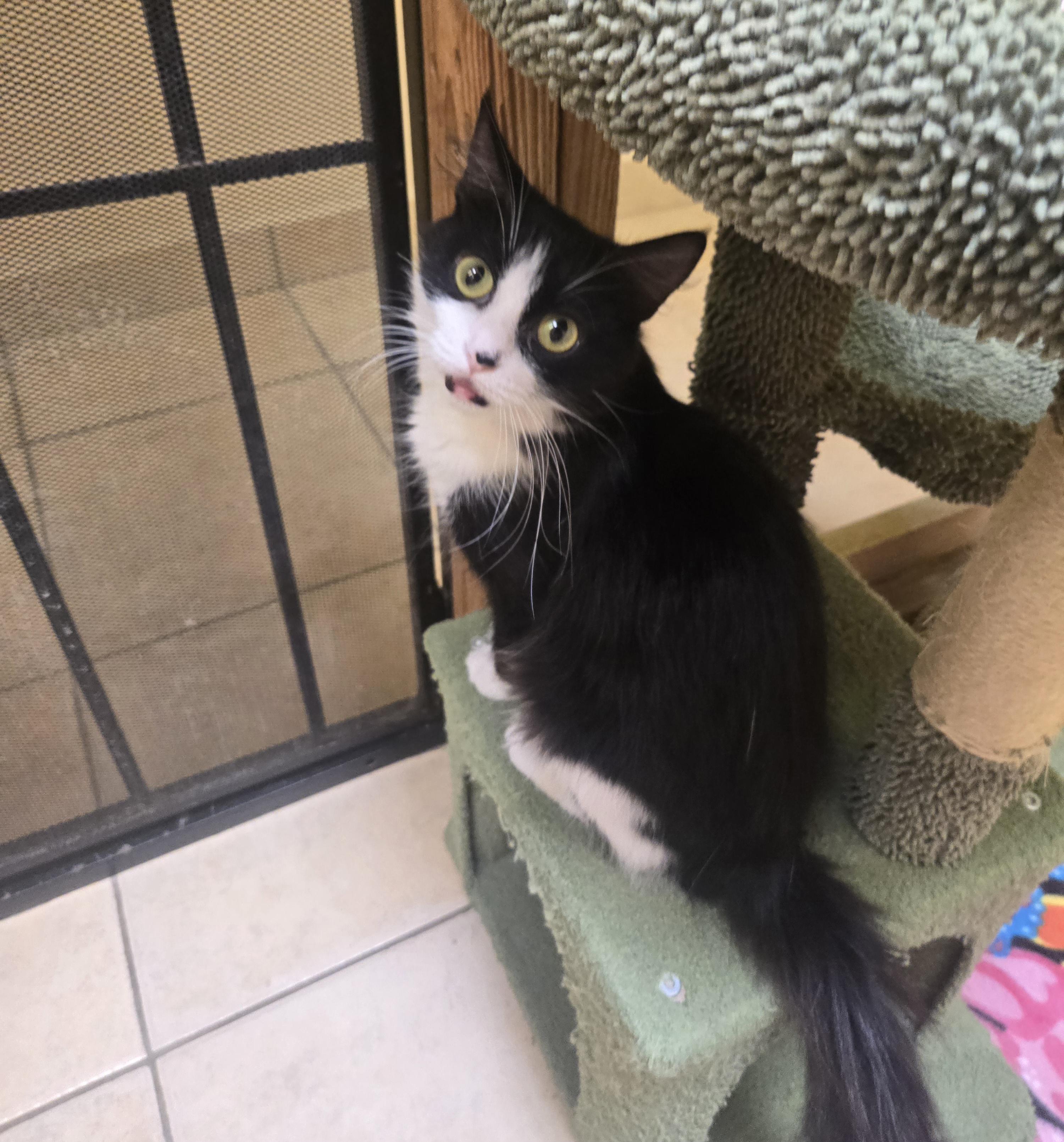 Bolita, an adoptable Domestic Medium Hair in Nogales, AZ image 2/3