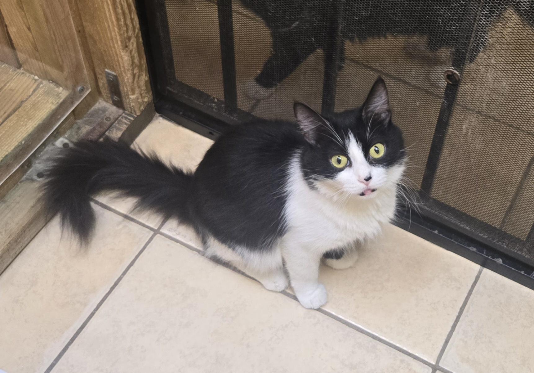 Bolita, an adoptable Domestic Medium Hair in Nogales, AZ image 3/3