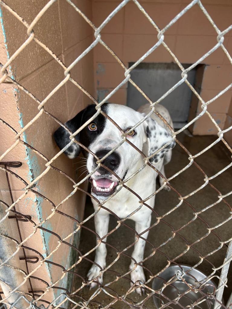 Clifford, a Adoptable mixed breed in Gautier, MS image 1/2