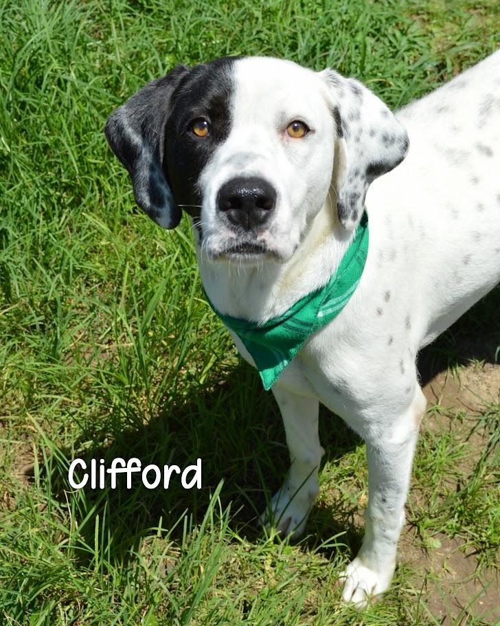 Clifford, a Adoptable mixed breed in Gautier, MS image 2/2