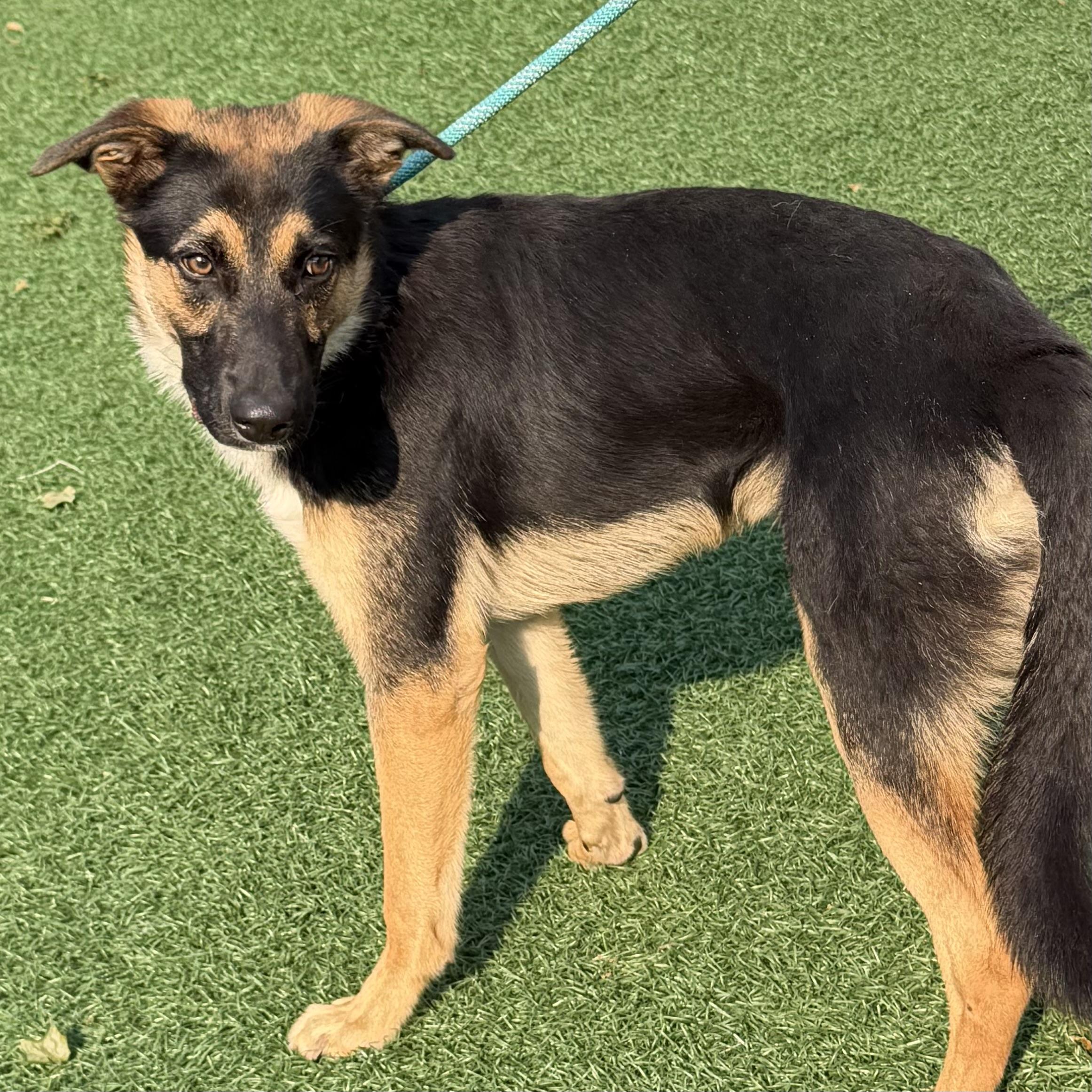 Enlarge Joey, an adopted mixed breed in Libertyville, IL image 3/3