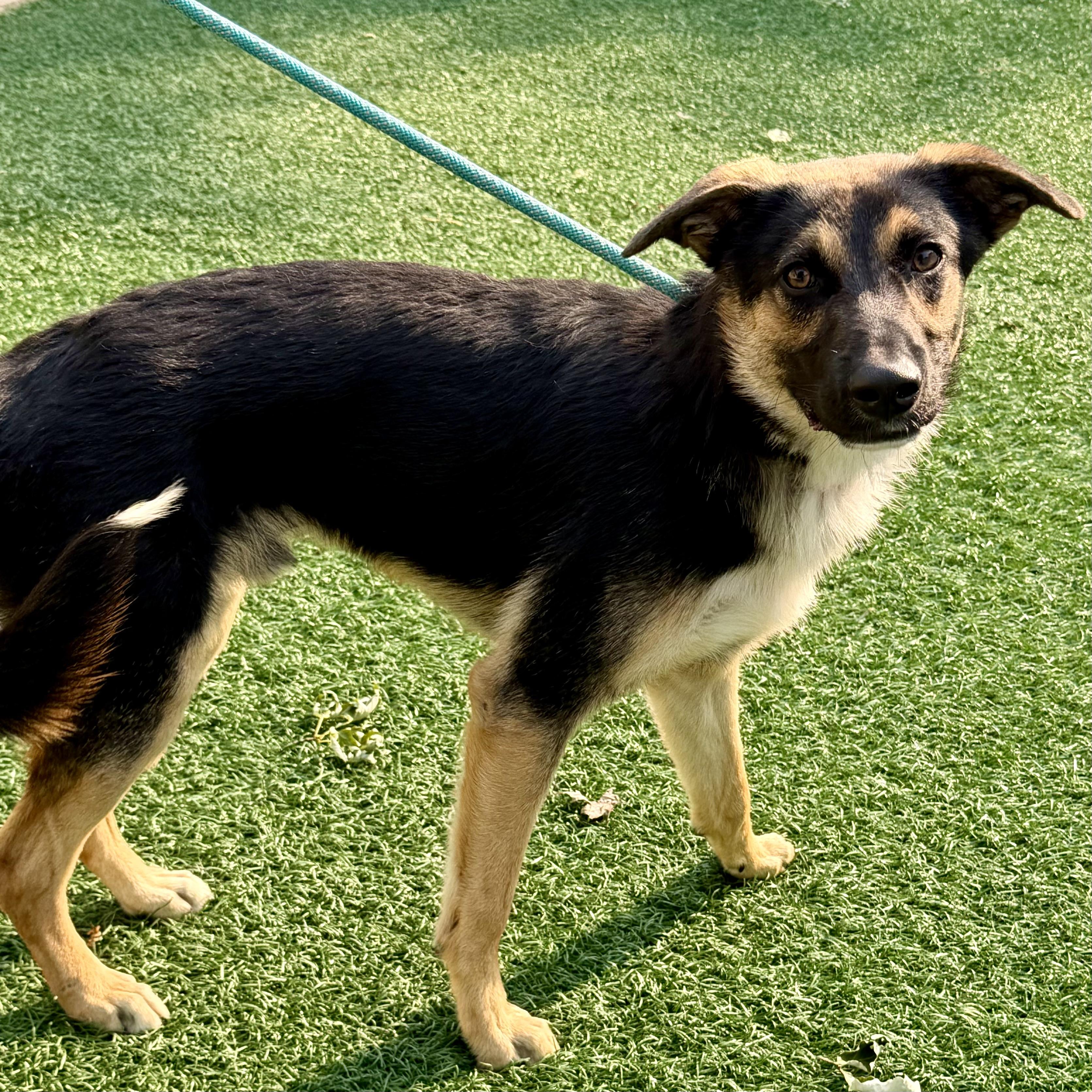 Enlarge Joey, an adopted mixed breed in Libertyville, IL image 2/3