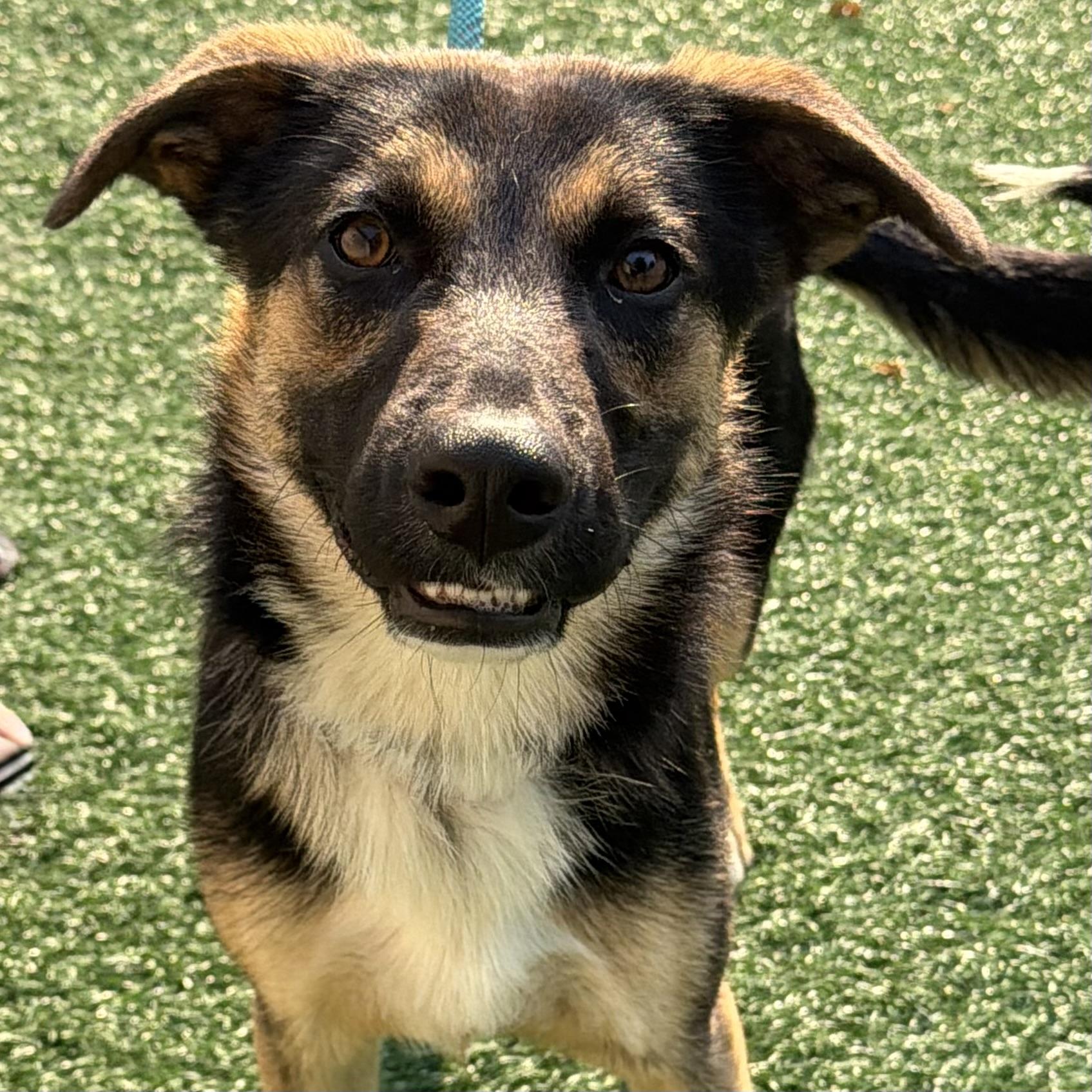 Joey, adopted, Adult Male German Shepherd Dog.