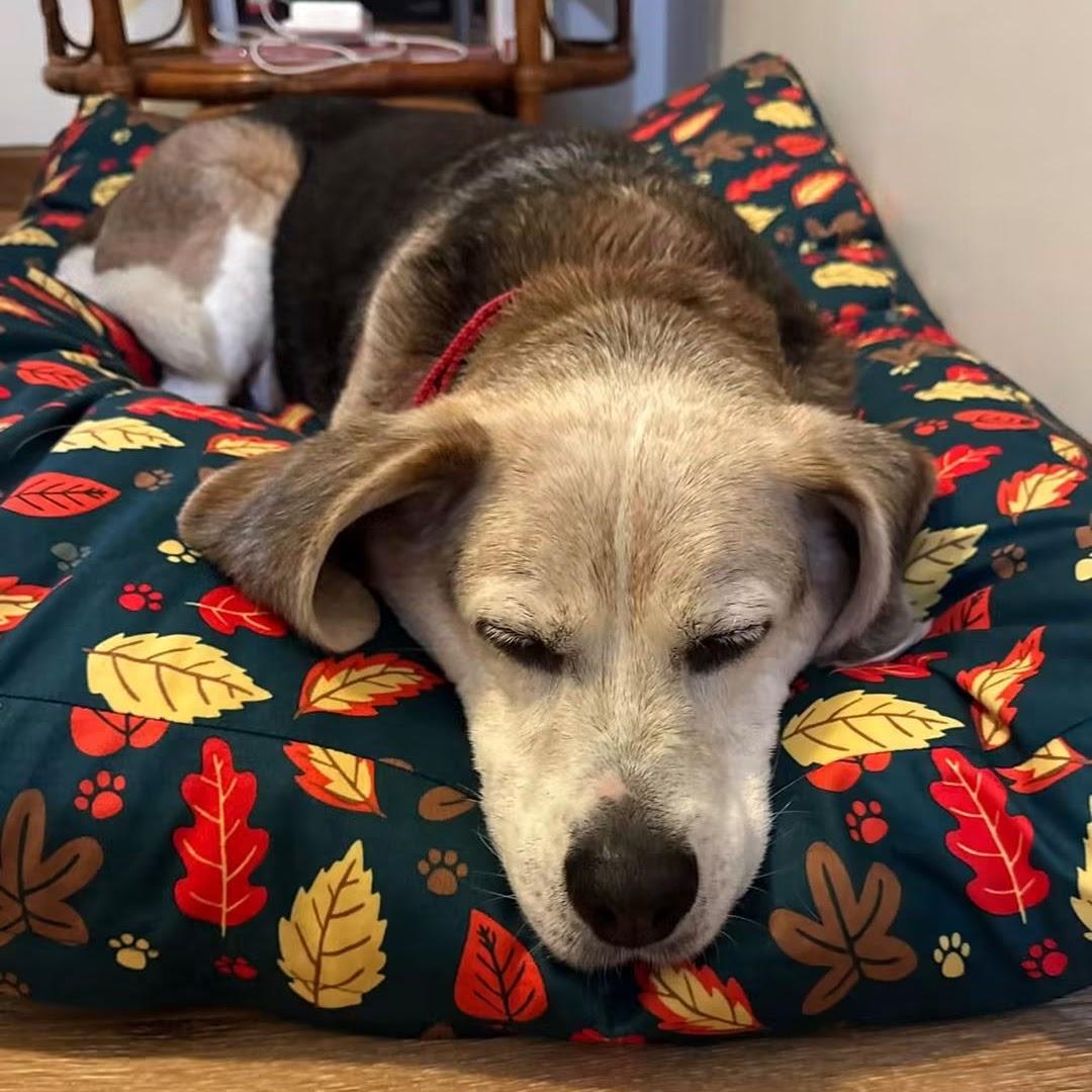 Enlarge Spanky, a Adoptable Beagle in Syracuse, NY image 2/3