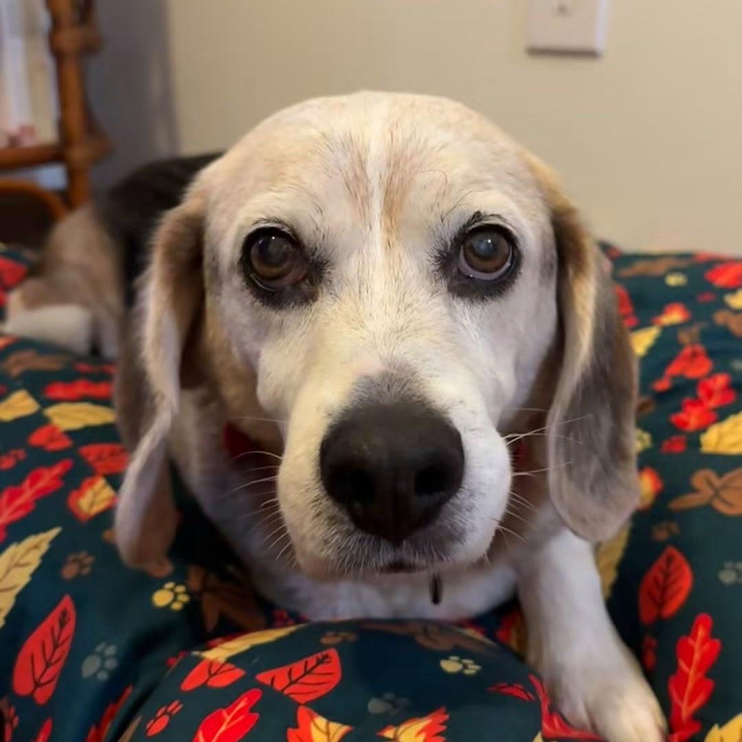 Enlarge Spanky, a Adoptable Beagle in Syracuse, NY image 3/3