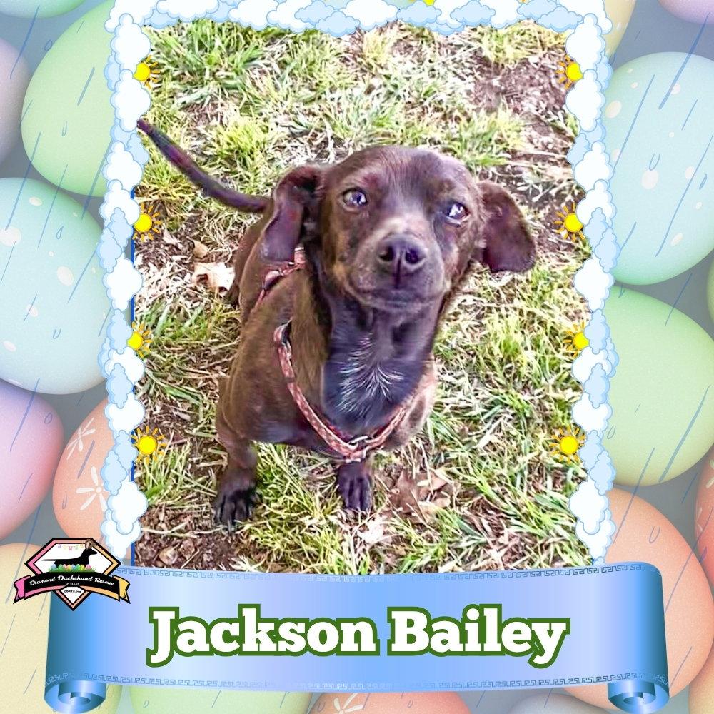 Enlarge Jackson Bailey, a Adopted mixed breed in San Antonio, TX image 1/3