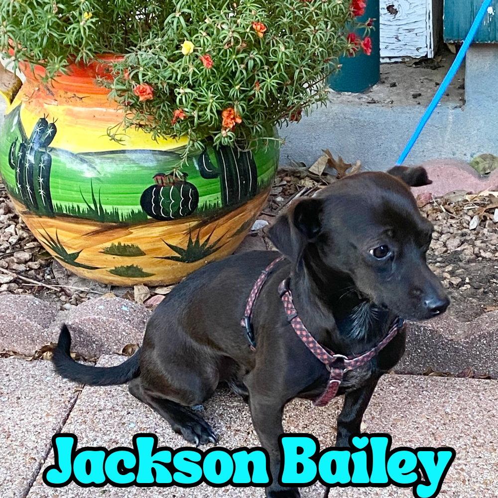 Enlarge Jackson Bailey, a Adopted mixed breed in San Antonio, TX image 3/3