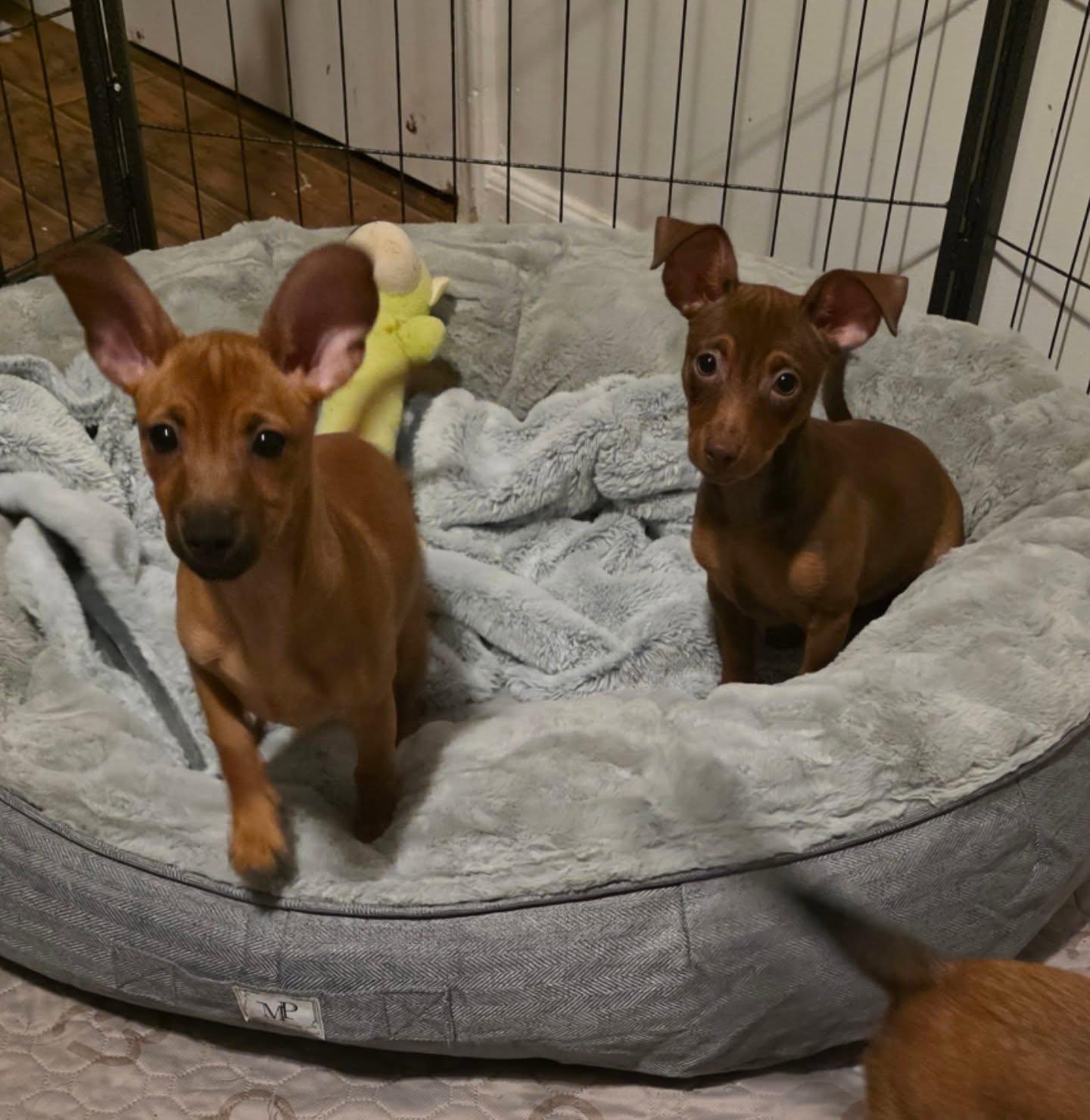 Minnie, an adopted mixed breed in Santa Clara, CA image 3/4