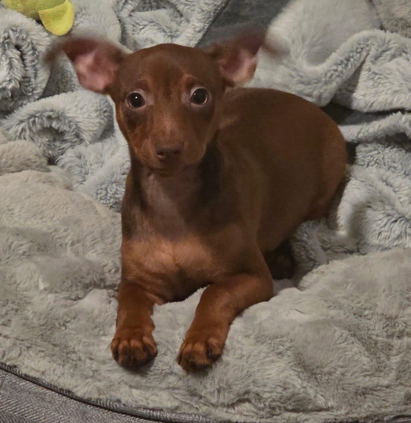 Minnie, an adopted mixed breed in Santa Clara, CA image 4/4