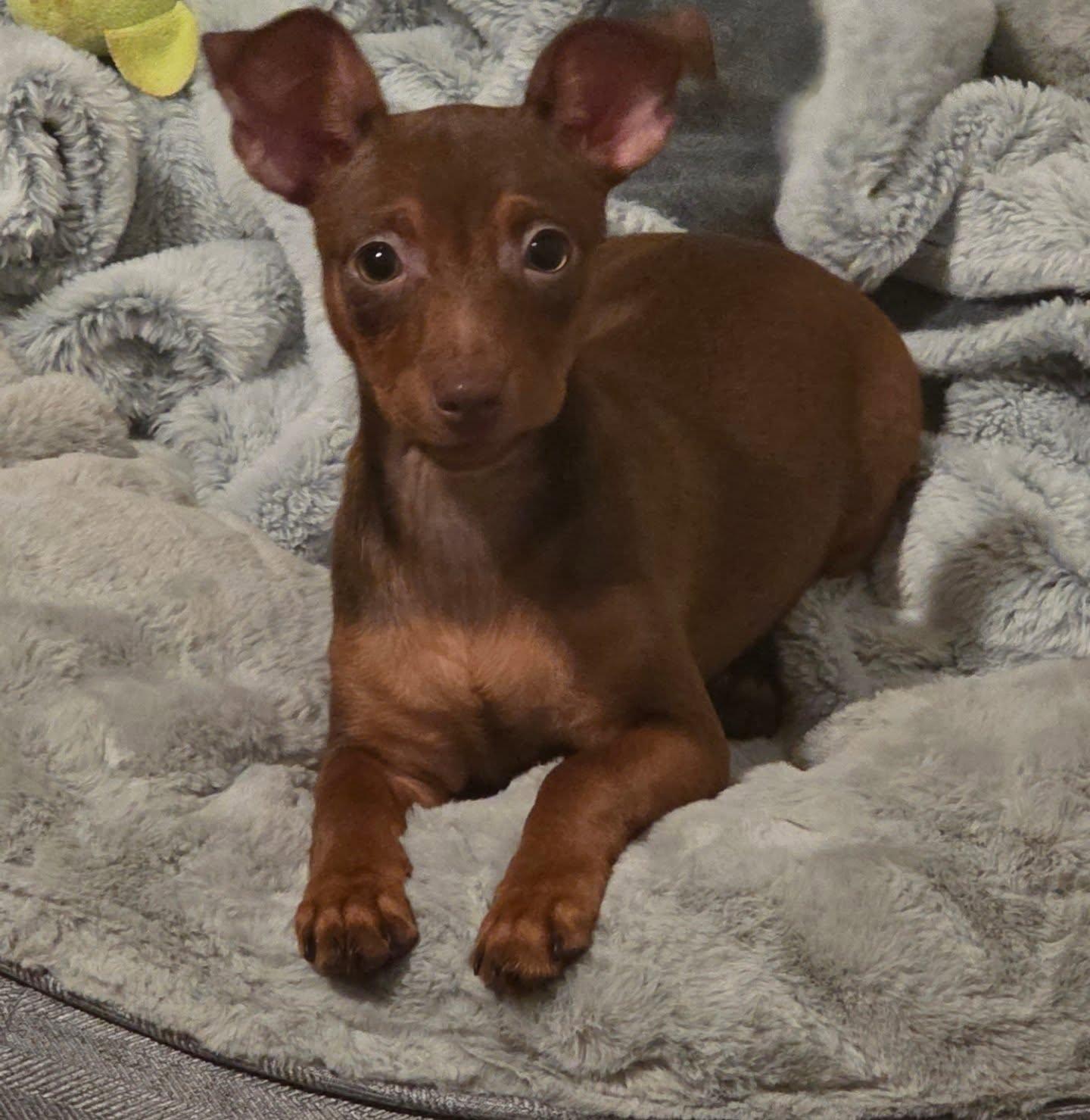 Minnie, an adopted mixed breed in Santa Clara, CA image 2/4