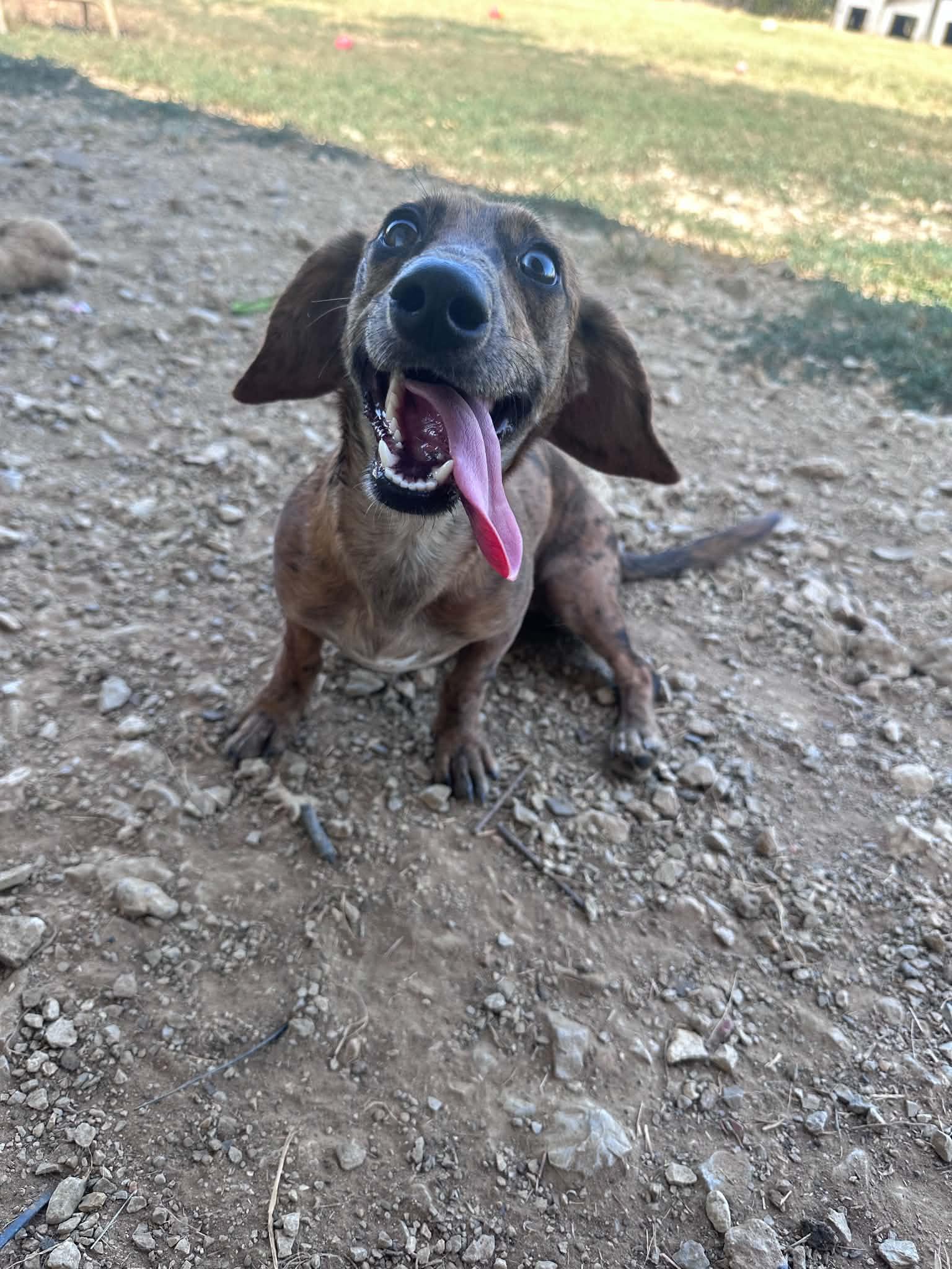 Enlarge Lola, a Adopted mixed breed in Graham, TX image 1/2