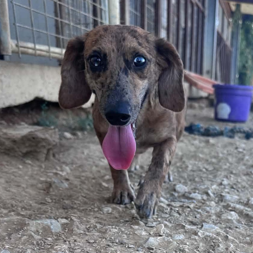 Enlarge Lola, a Adopted mixed breed in Graham, TX image 2/2