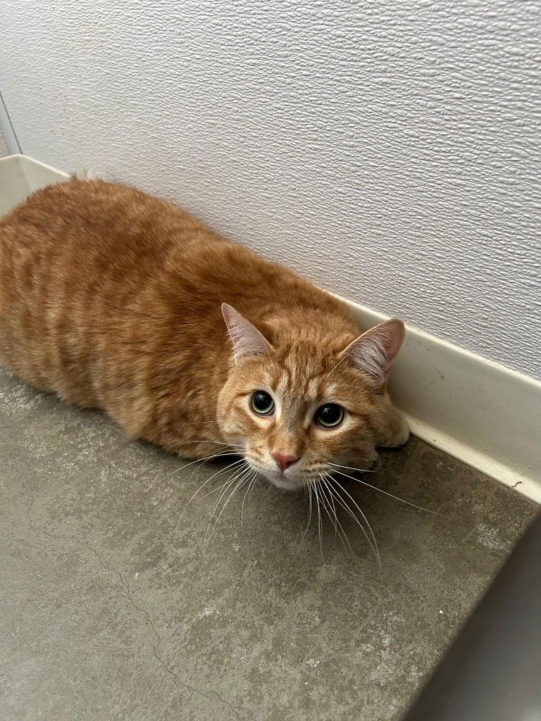 Enlarge Jake, a Adoptable Tabby in Emmett, ID image 1/1