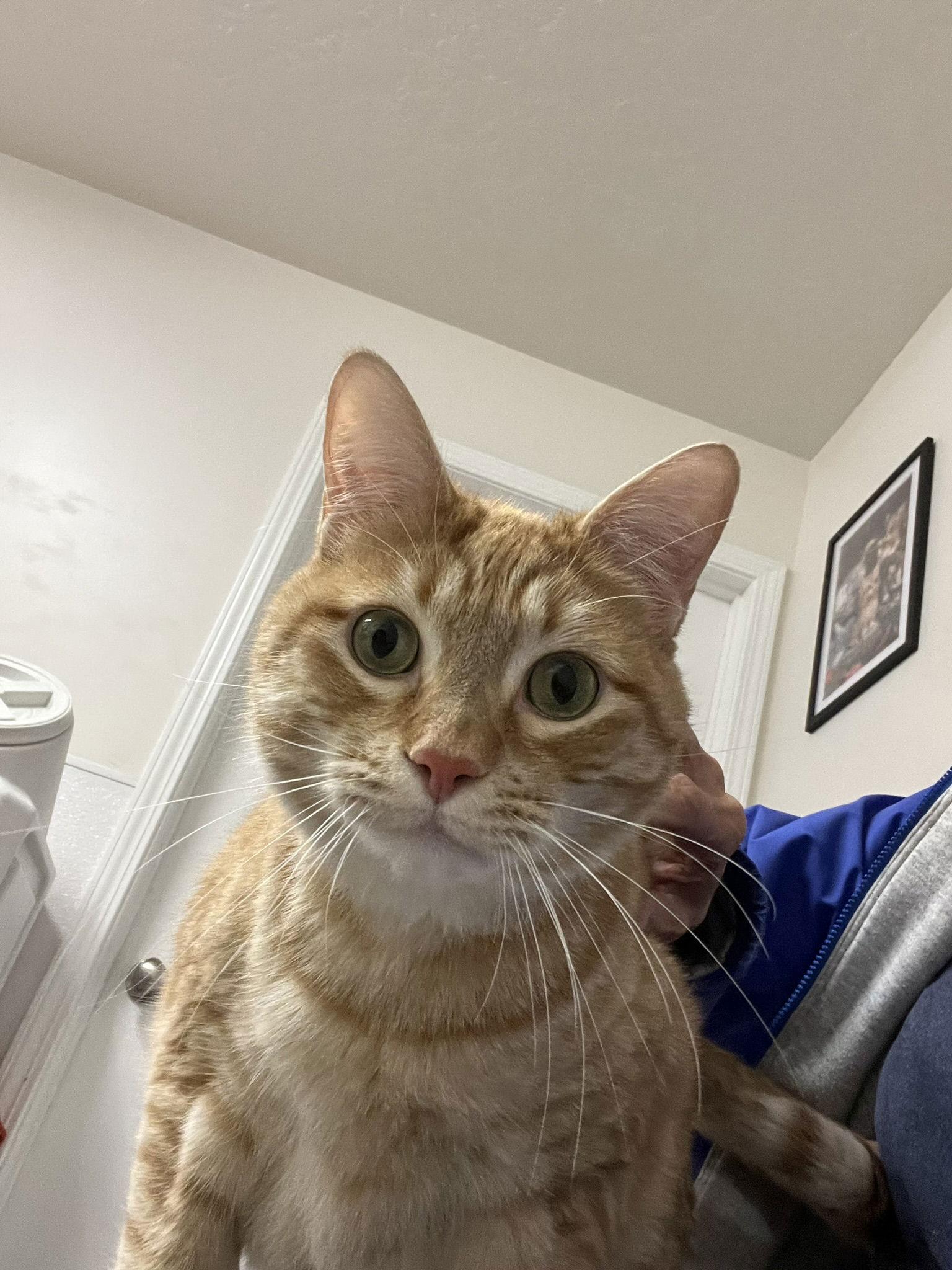 Enlarge Jake, a Adoptable Tabby in Emmett, ID image 1/1