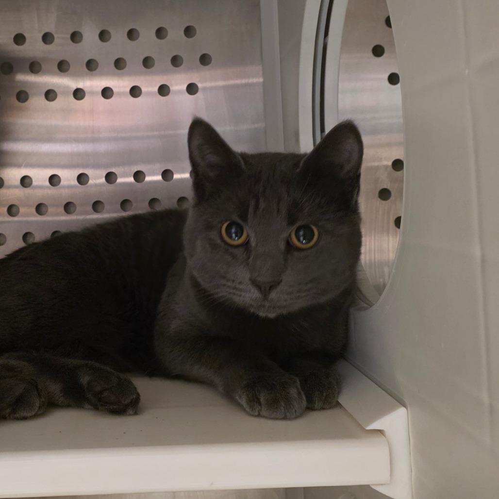 Dori, Adoptable, Young Female Domestic Short Hair.