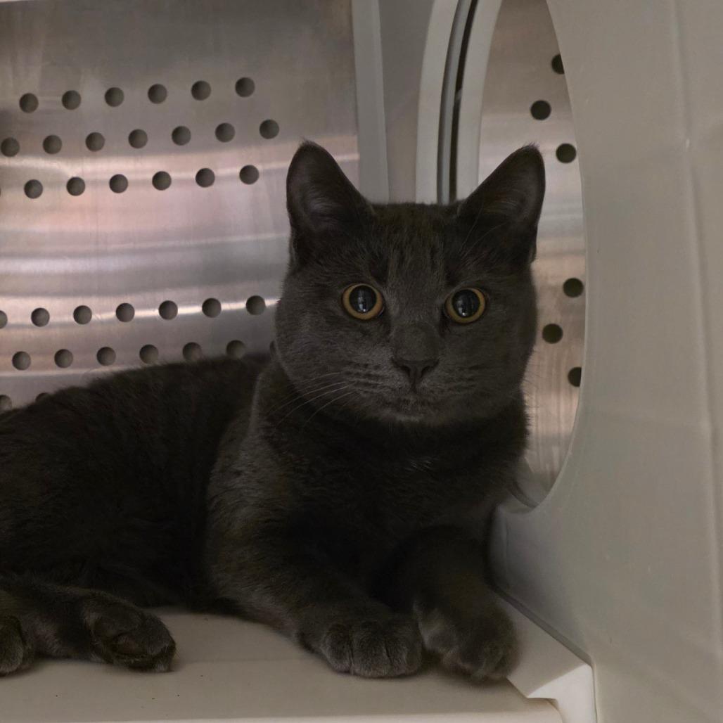 Dori, a Adoptable Domestic Short Hair in Port Townsend, WA image 2/2